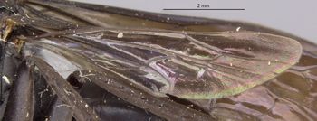 Media type: image;   Entomology 10396 Aspect: Wing hind